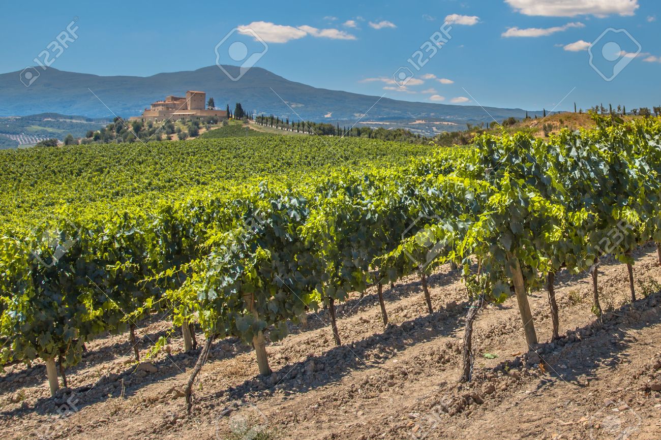 Castle Overseeing Vineyards with Rows of grapes from a Hill on a Clear Summer Day - 45801420 Castle Overseeing Vineyards with Rows of grapes from a Hill on a Clear Summer Day - 45801420