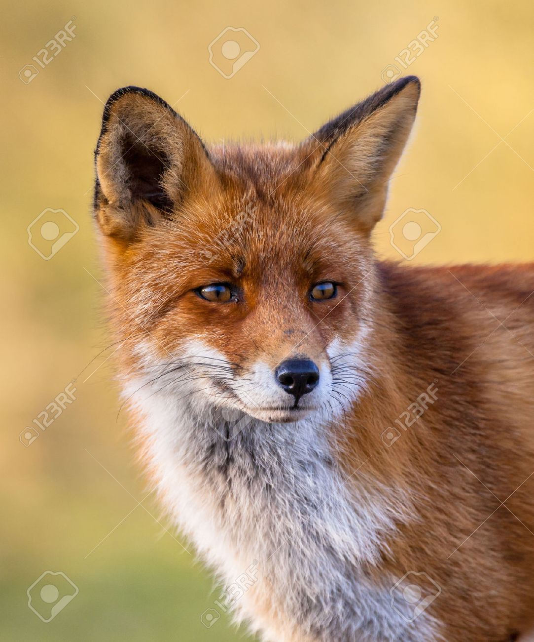 A full resolution portrait of the head of a red fox male (Vulpes vulpes) in natural environment with yellow background. - 46812999 A full resolution portrait of the head of a red fox male (Vulpes vulpes) in natural environment with yellow background. - 46812999
