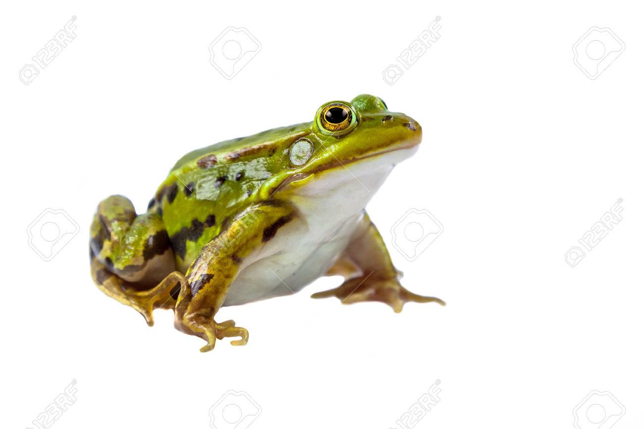 Beautiful and strong Pool frog male (Pelophylax lessonae) isolated on white background - 46813414 Beautiful and strong Pool frog male (Pelophylax lessonae) isolated on white background - 46813414
