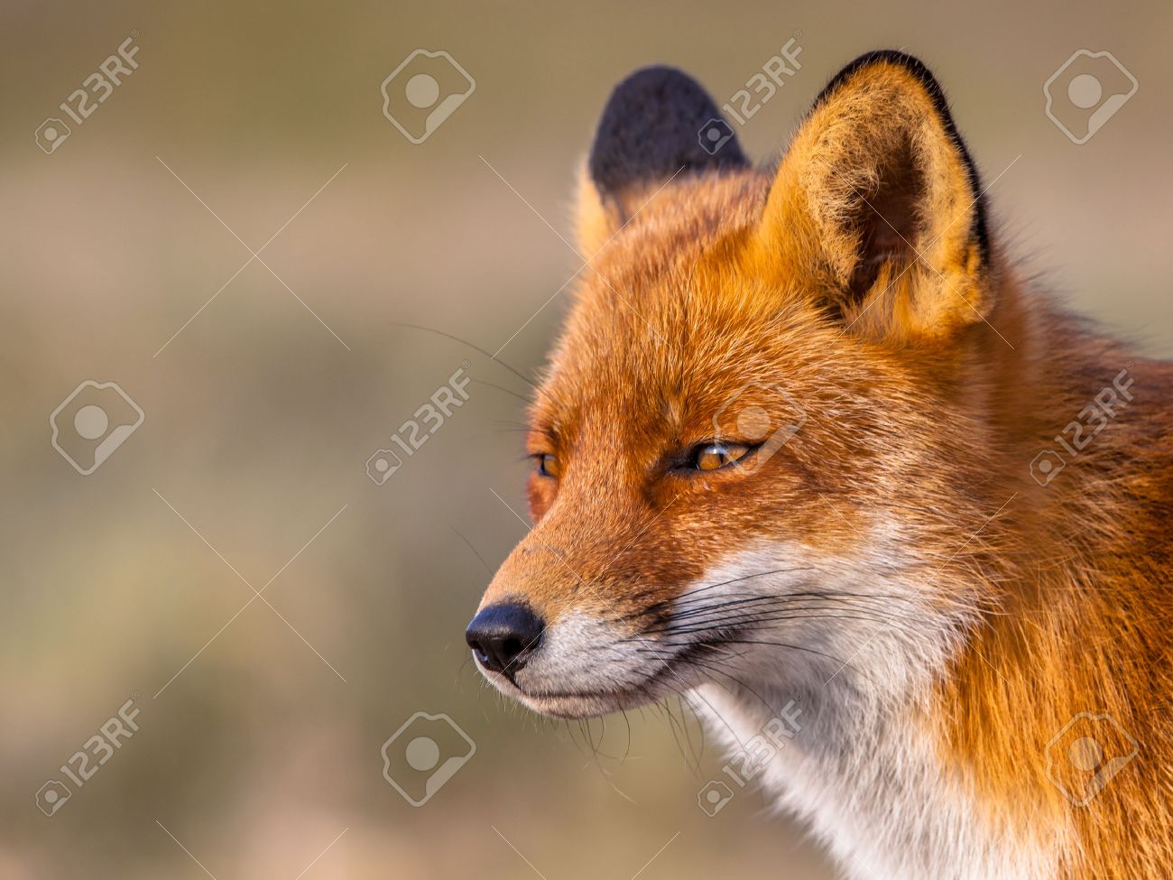 A full resolution portrait of a red fox (Vulpes vulpes) looking towards the sun in natural environment. The beautiful wild animal of the wilderness. Shred looking in the camera. Eye to eye with a dodgy vulpine. One of the most grace wood inhabitants - 48373384 A full resolution portrait of a red fox (Vulpes vulpes) looking towards the sun in natural environment. The beautiful wild animal of the wilderness. Shred looking in the camera. Eye to eye with a dodgy vulpine. One of the most grace wood inhabitants - 48373384