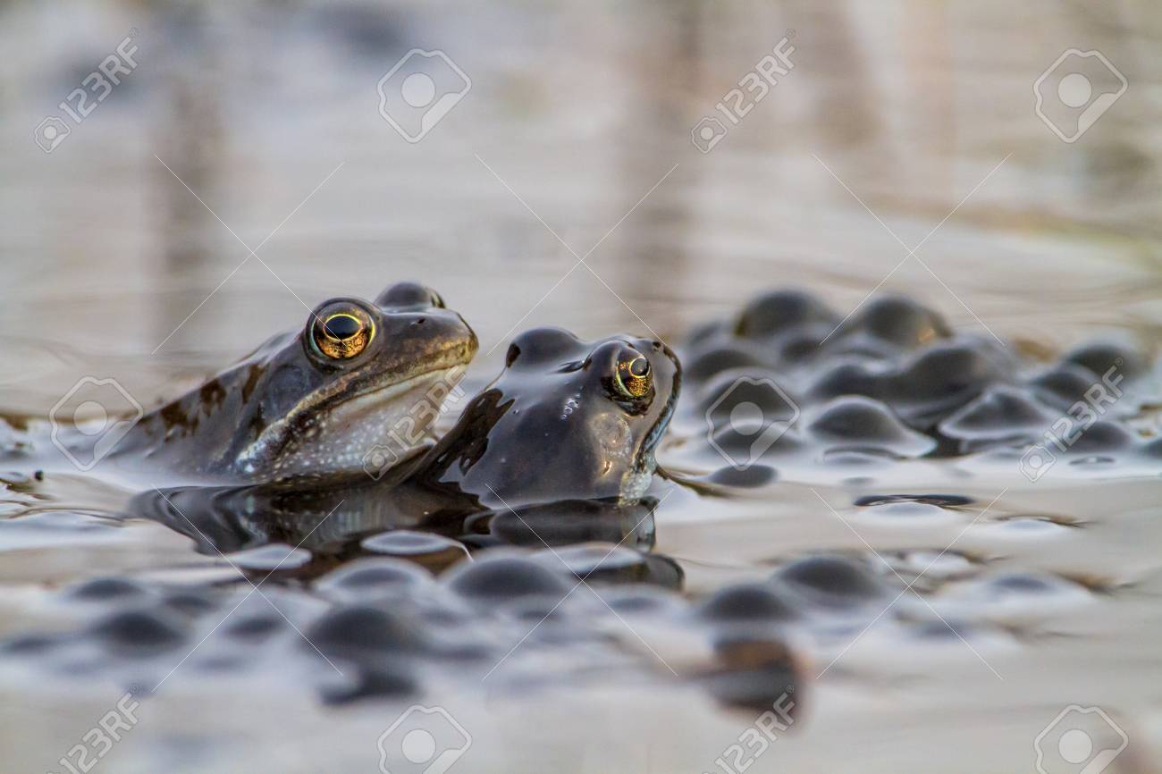 一般的なカエル Rana Temporaria バック グラウンドで蛙と春先の繁殖期に数 の写真素材 画像素材 Image