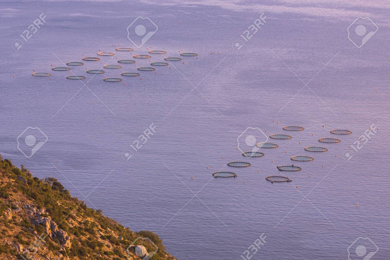 魚ファーム網の上から見た海の概要を開きます 洗面器のいくつかは魚が飛び出すを防ぐためにグリーンのネットで覆われています の写真素材 画像素材 Image