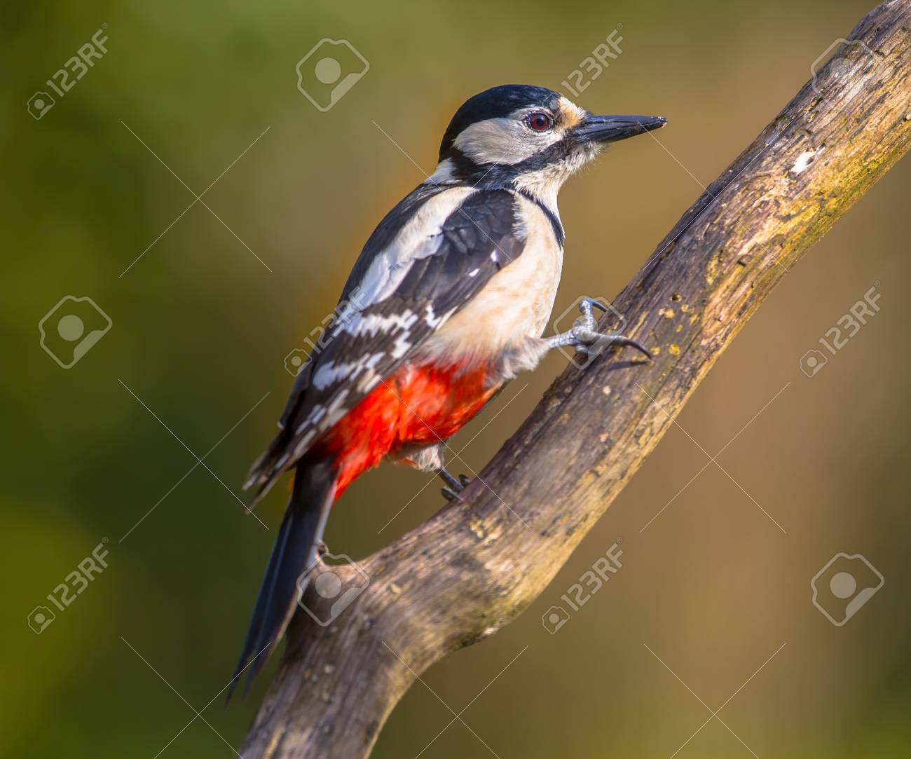 Regarder Pic épeiche Dendrocopos Major Cet Oiseau Habite Les Forêts Et Les Parcs En Fonction Des Sites Dalimentation Et De Nidification Sur Les
