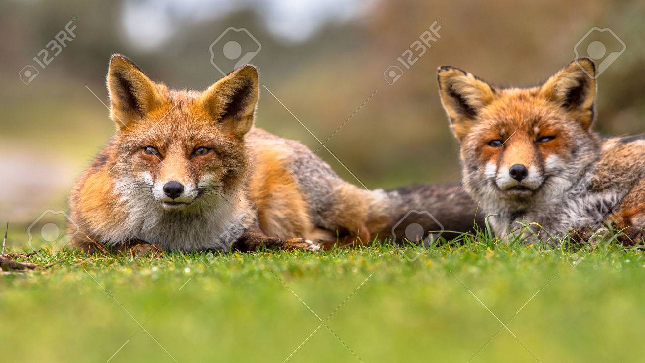 芝生で横になっているヨーロッパの赤狐 ホンドギツネ キツネ属 の家族のメンバーのペア 存在全体の北半球を渡って北極圏から北アフリカ 北アメリカとユーラシアに 食肉の最も豊富な野生のメンバー の写真素材 画像素材 Image