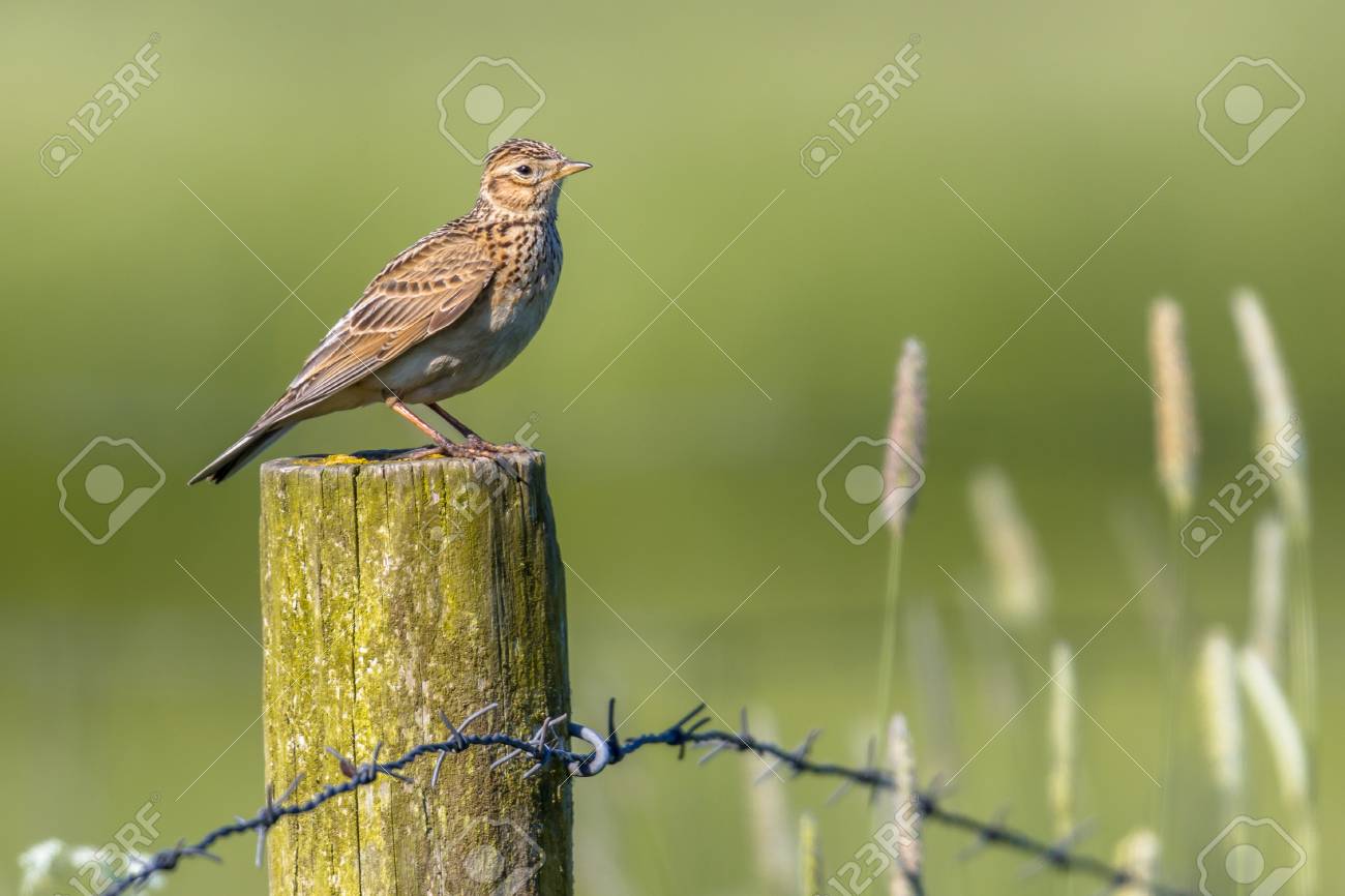 Eurasian skylark (Alauda arvensis) perched on a pole in agricultural landscape. This small passerine bird species is a wide-spread species found across Europe and Asia - 73419717 Eurasian skylark (Alauda arvensis) perched on a pole in agricultural landscape. This small passerine bird species is a wide-spread species found across Europe and Asia - 73419717