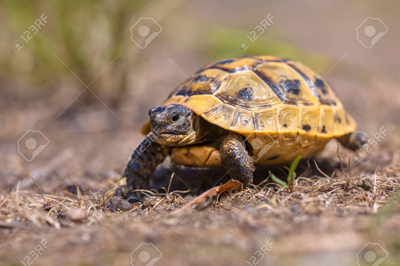 greek spur thighed tortoise