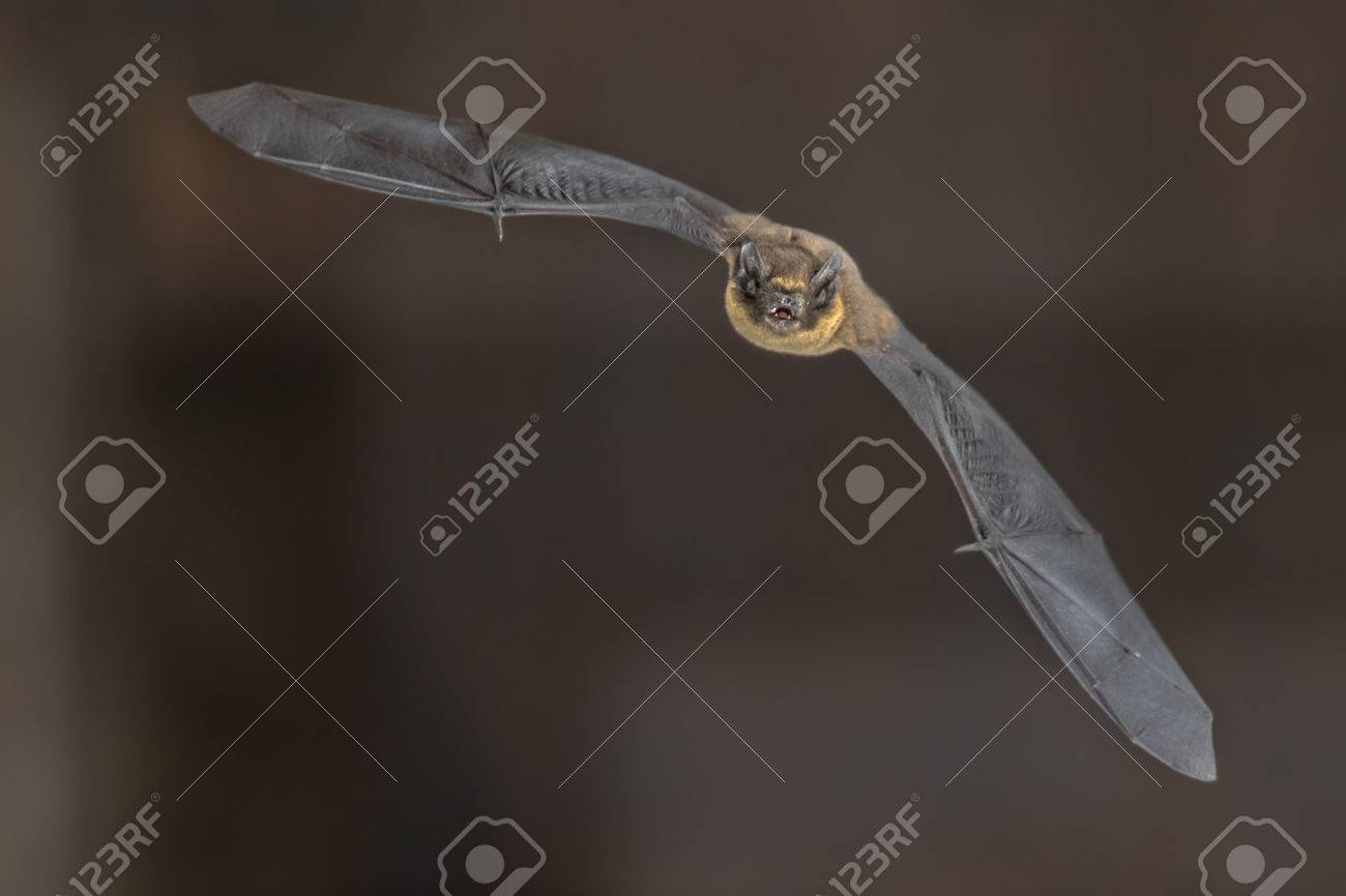 Pipistrelle bat (Pipistrellus pipistrellus) flying on attic of a house - 85476317 Pipistrelle bat (Pipistrellus pipistrellus) flying on attic of a house - 85476317