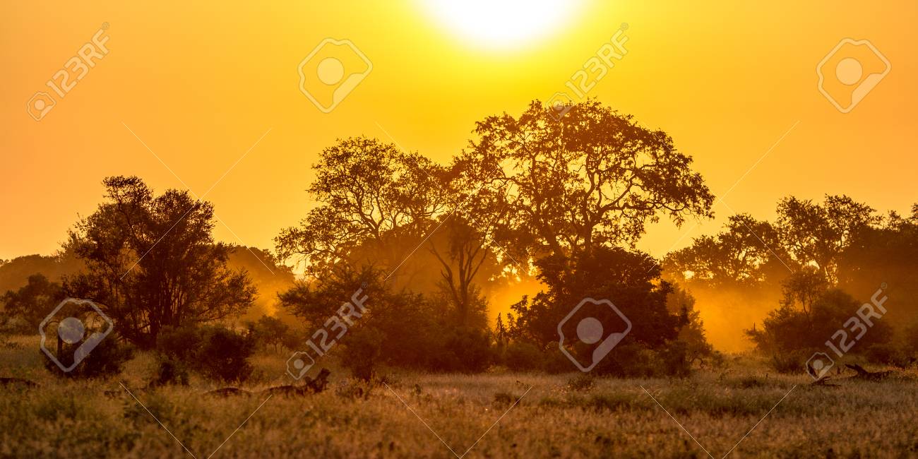Orange morning light over savanna tree and bush in Kruger national park South Africa - 114511614 Orange morning light over savanna tree and bush in Kruger national park South Africa - 114511614