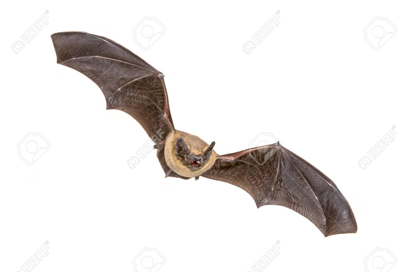 Flying Pipistrelle bat (Pipistrellus pipistrellus) action shot of hunting animal isolated on white background. This species is know for roosting and living in urban areas in Europe and Asia. - 115935774 Flying Pipistrelle bat (Pipistrellus pipistrellus) action shot of hunting animal isolated on white background. This species is know for roosting and living in urban areas in Europe and Asia. - 115935774