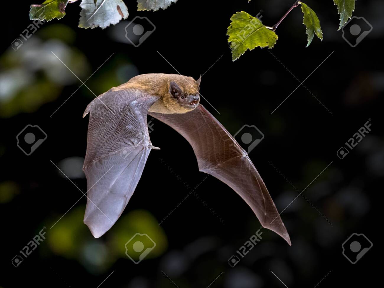 Flying Pipistrelle bat (Pipistrellus pipistrellus) action shot of hunting animal in natural forest background. This species is know for roosting and living in urban areas in Europe and Asia. - 130816933 Flying Pipistrelle bat (Pipistrellus pipistrellus) action shot of hunting animal in natural forest background. This species is know for roosting and living in urban areas in Europe and Asia. - 130816933