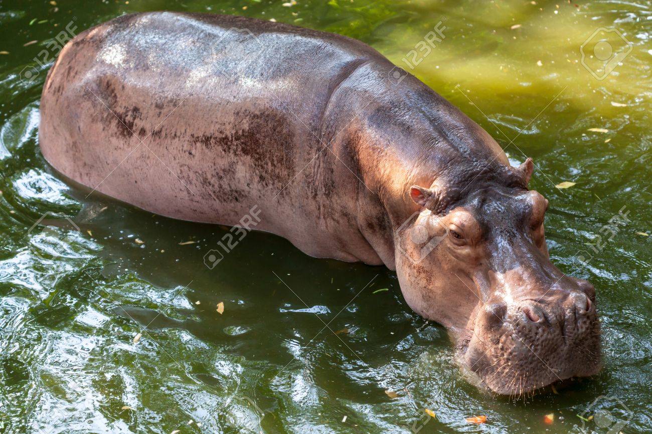 Wild hippopotamus swimming in the water - 20073597 Wild hippopotamus swimming in the water - 20073597