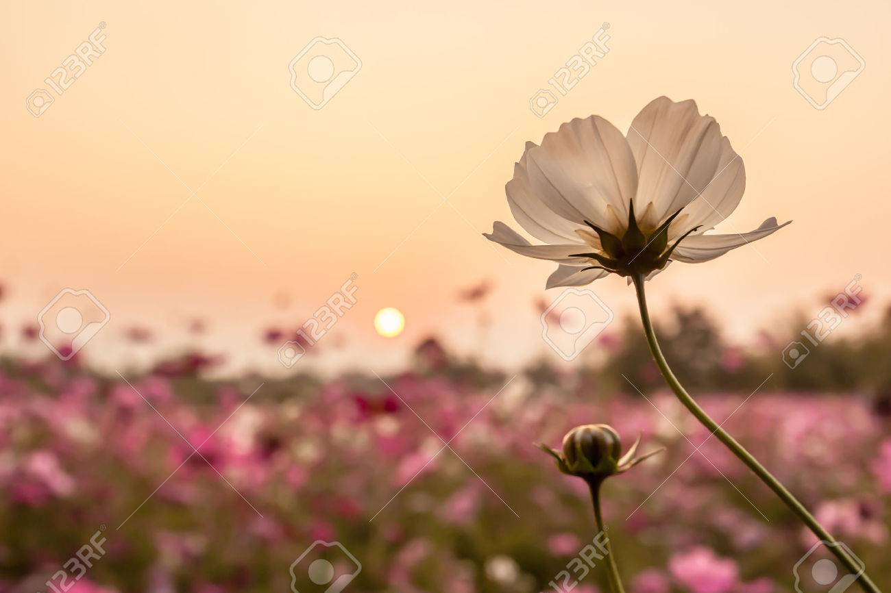 white cosmos on field in sunset time - 25216608 white cosmos on field in sunset time - 25216608