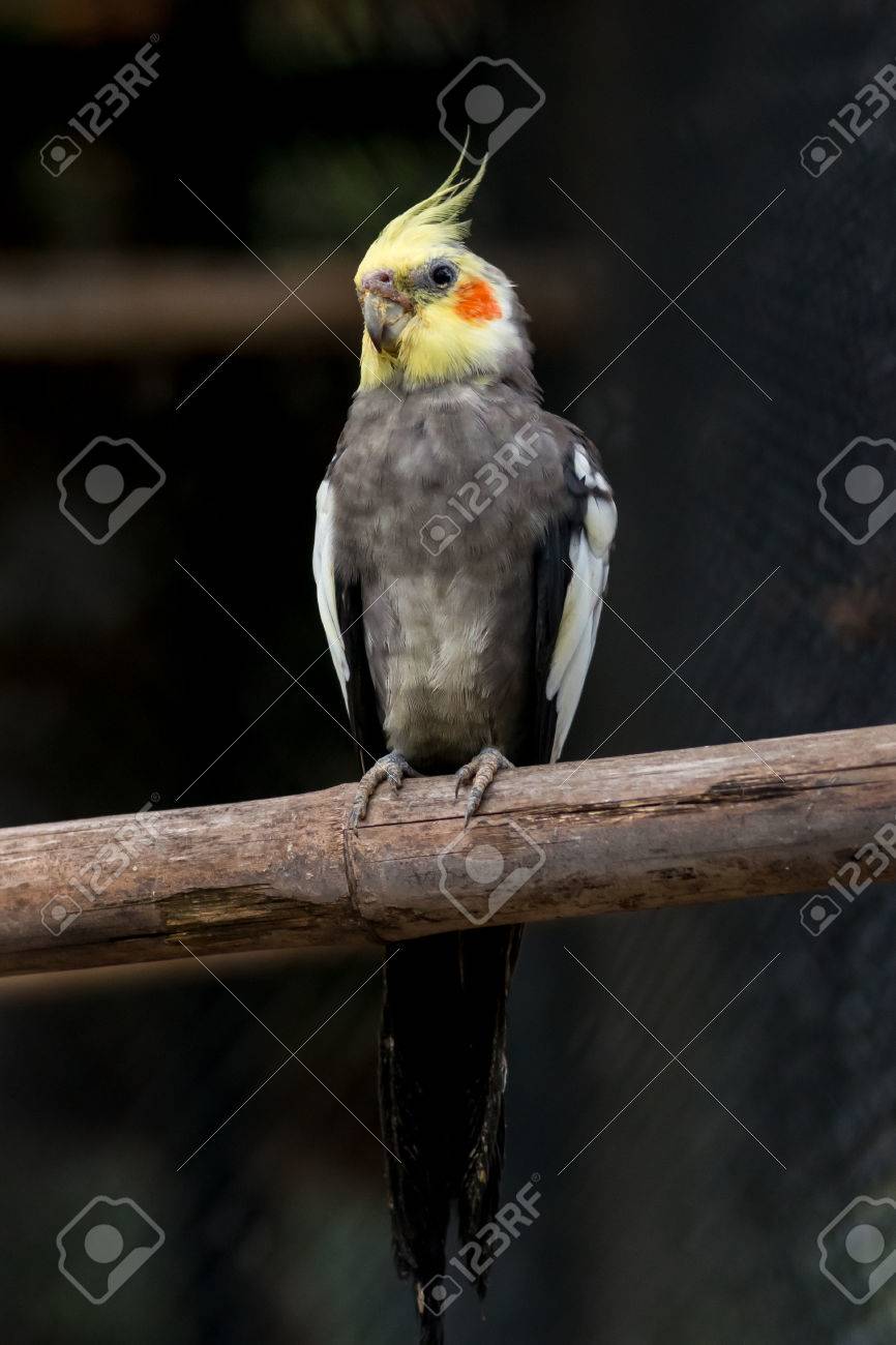 continuous cat feeder