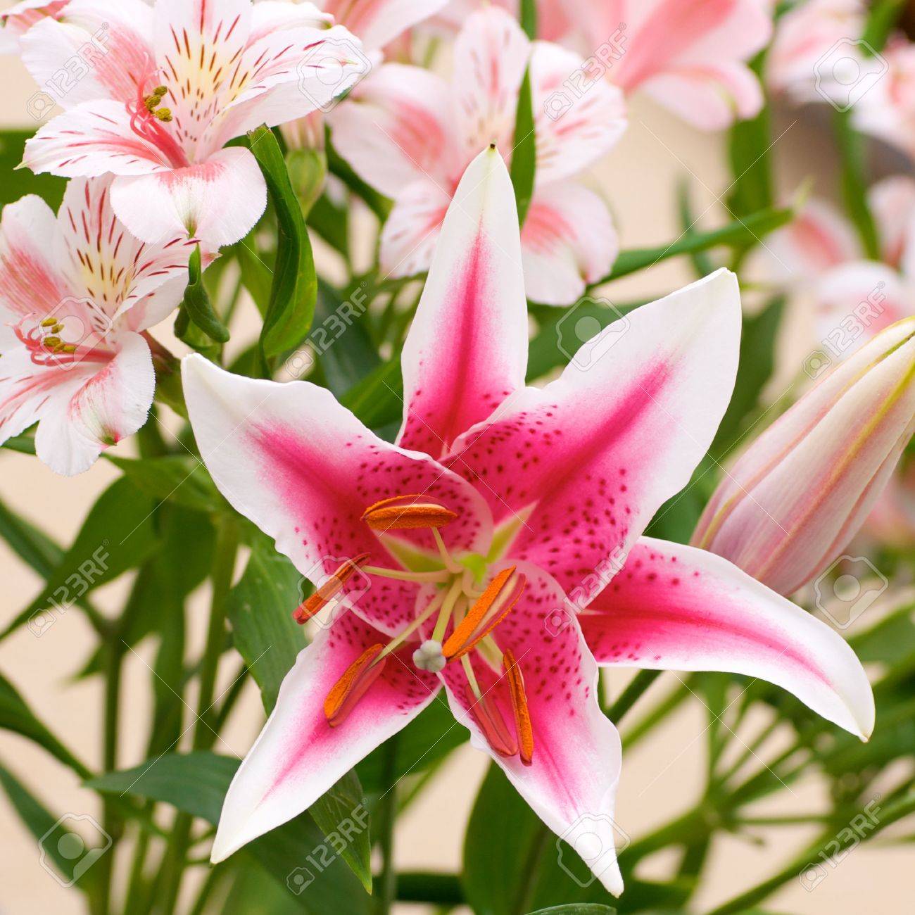 Beautiful Tiger Lily Bloom Stock Photo Picture And Royalty Free Image Image