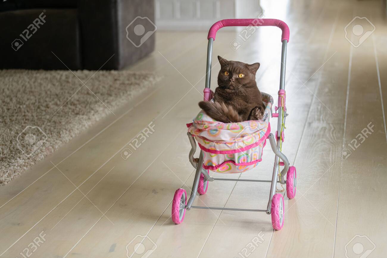kitten stroller