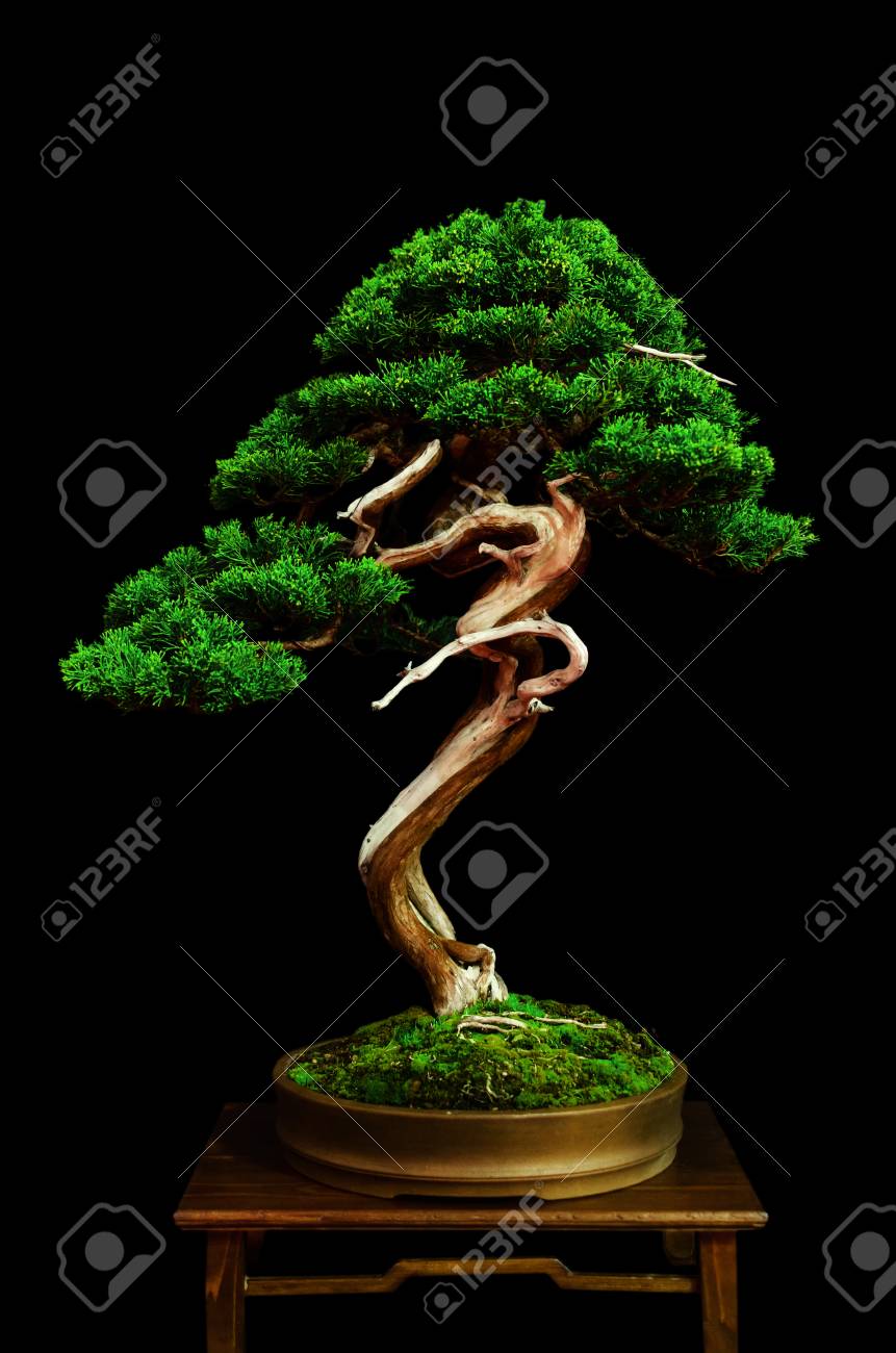 黒の背景を持つテーブルでの伝統的な日本盆栽 ミニチュア ツリー の写真素材 画像素材 Image