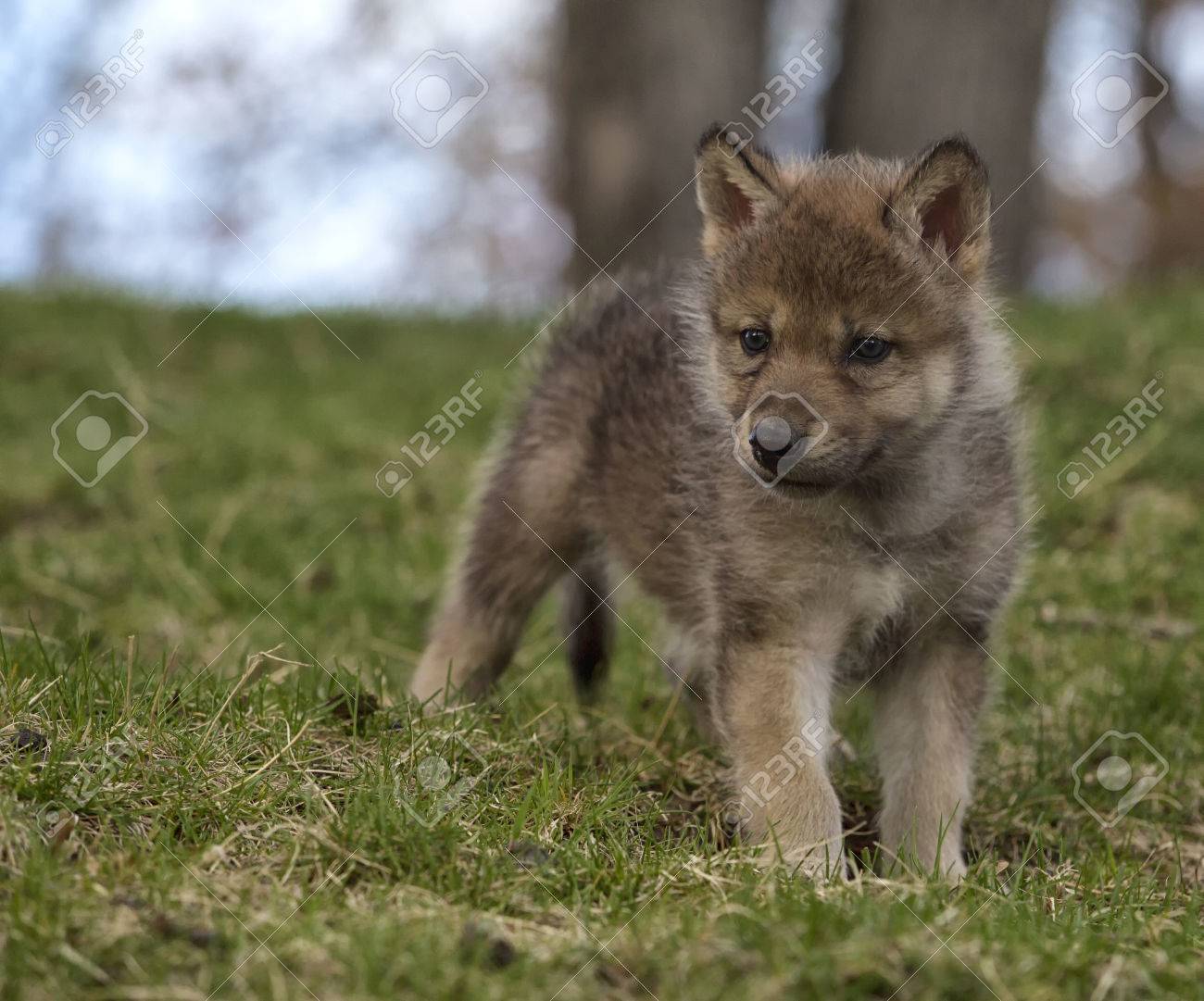 young gray wolf or timber wolf pup standing on a hillside stock