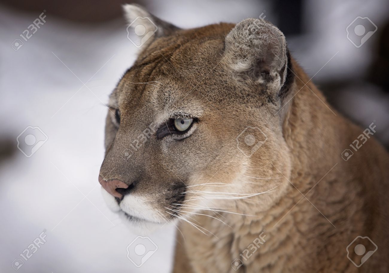 puma foto puma foto