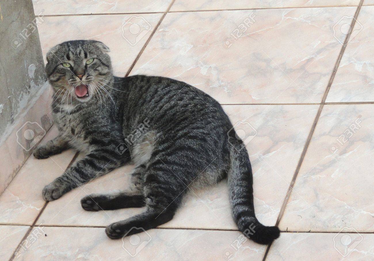 Chat Feroce Banque D Images Et Photos Libres De Droits Image