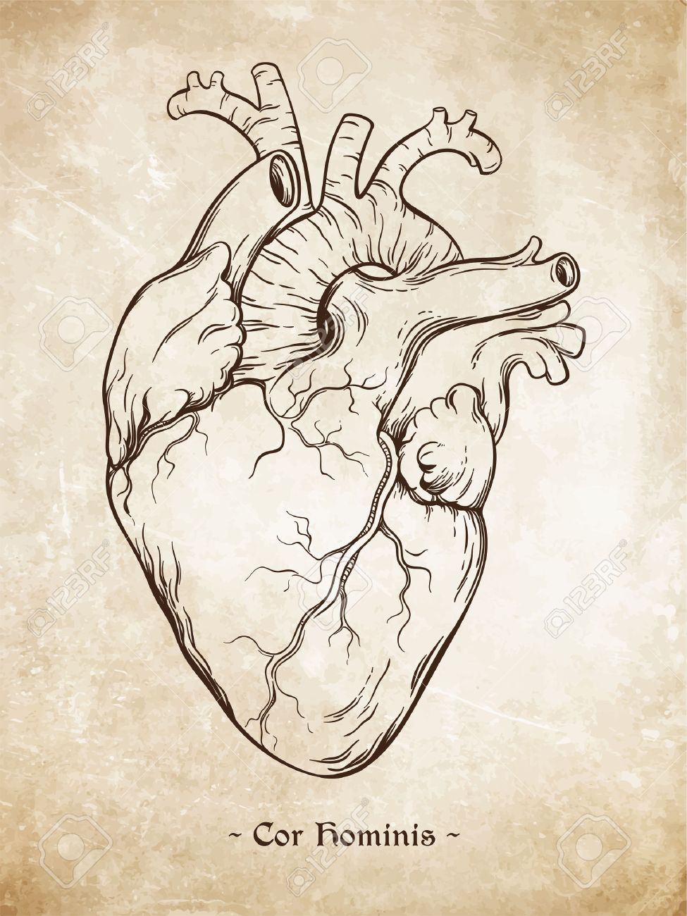 Hand Drawn Line Art Anatomically Correct Human Heart Da Vinci Sketches Style Over Grunge Aged Paper Background Vintage Tattoo Design Vector Illustration Enscription Is Latin Term Of Human Heart Royalty Free Cliparts