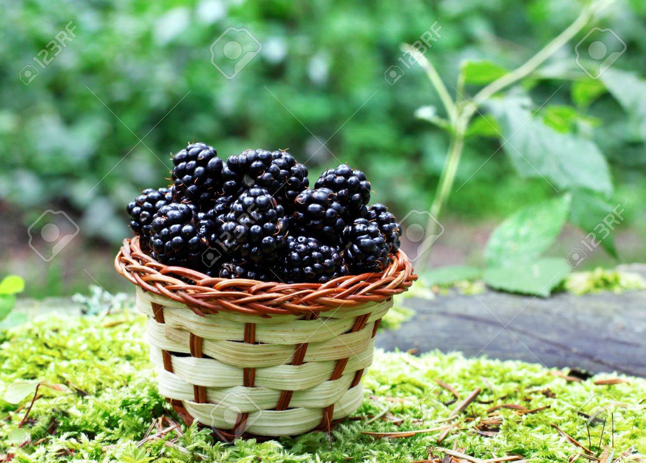 https://previews.123rf.com/images/crstrbrt/crstrbrt1308/crstrbrt130800023/21897304-basket-with-fresh-blackberry.jpg