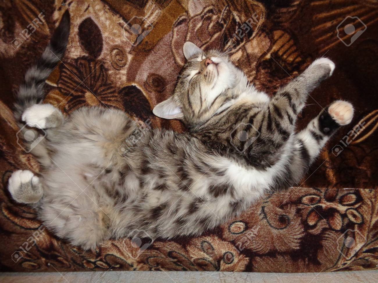 面白い猫の夢 の写真素材 画像素材 Image