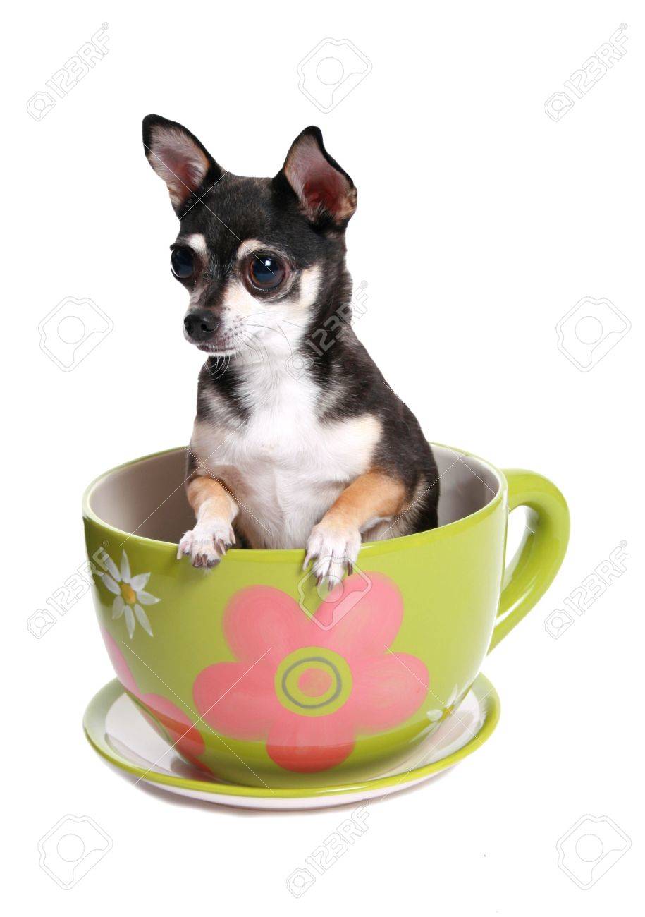 cup of tea dog