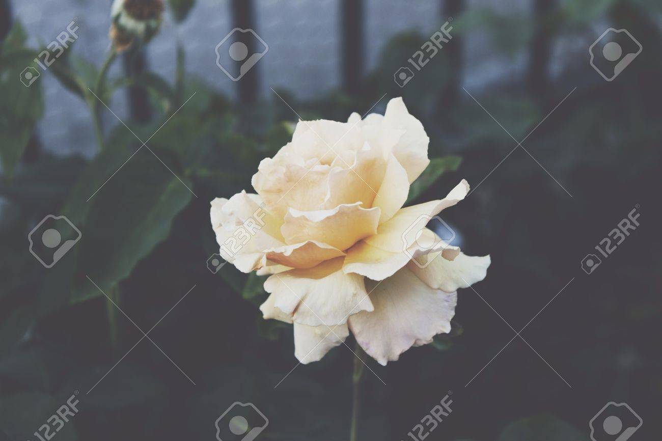 etiam-dictum-ipsum-a-felis