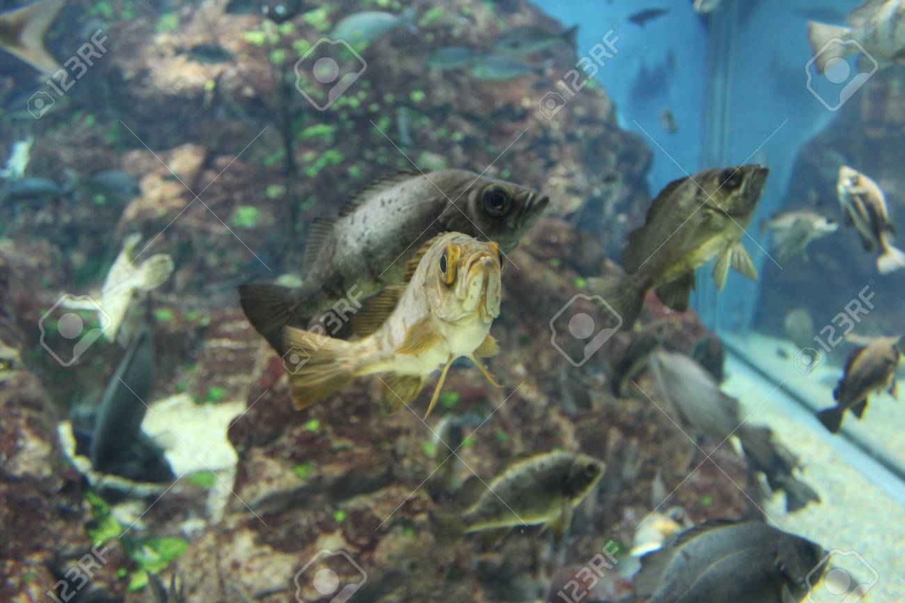 大阪の水族館の海遊館 日本の魚 の写真素材 画像素材 Image