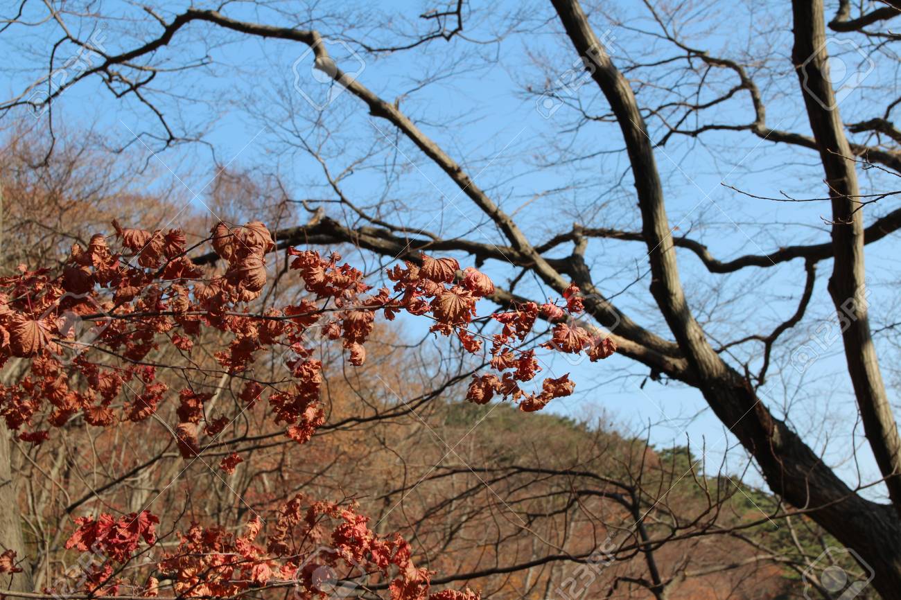 Maple Tree Leaves Turning Brown And Curling In Sunny Day Before Stock Photo Picture And Royalty Free Image Image 94218829