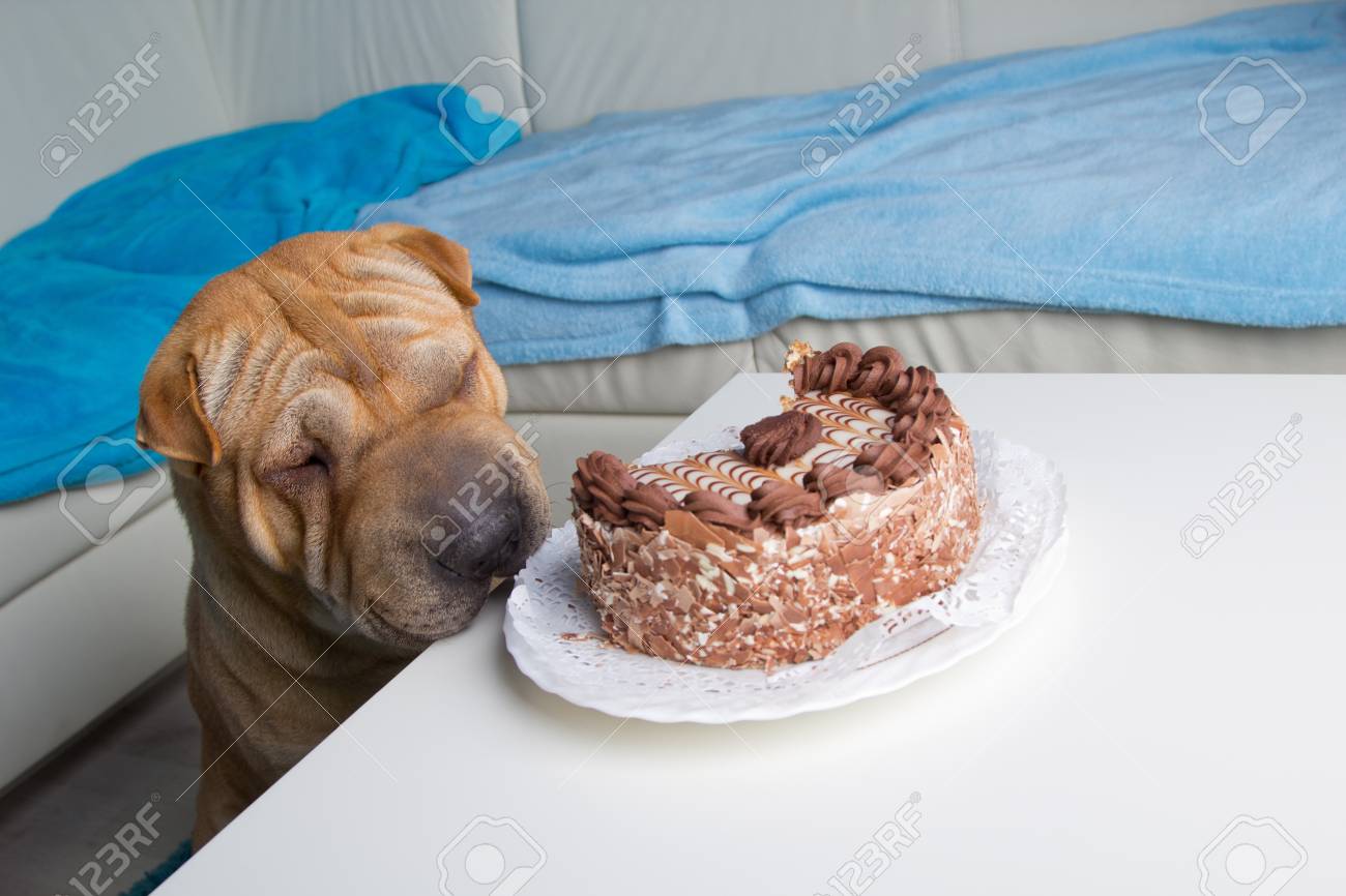 dog chocolate cake