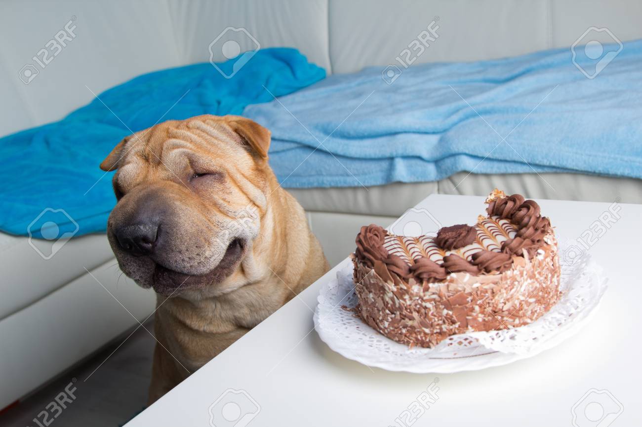 dog chocolate cake