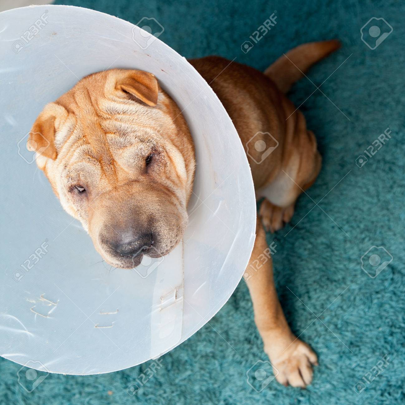 dog operation collar