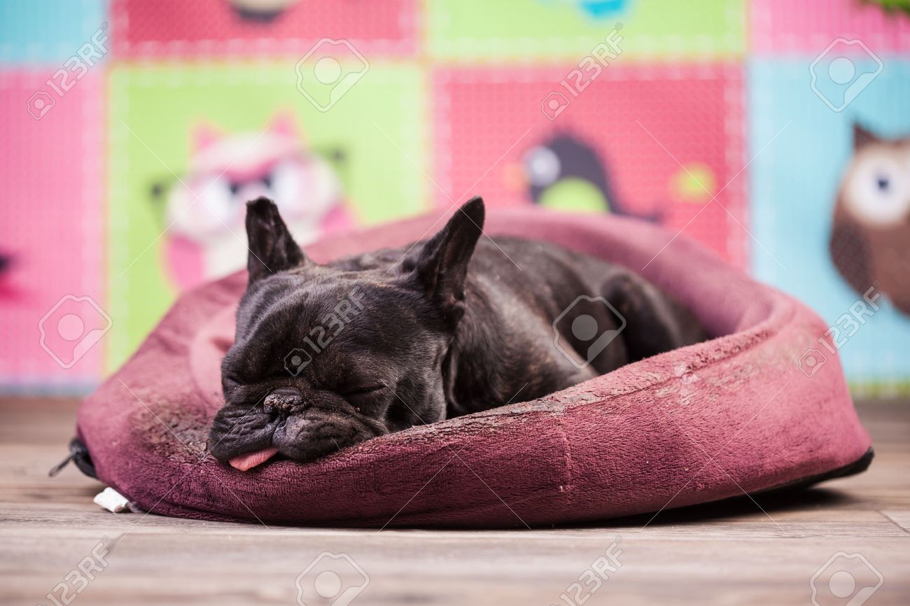 frenchie bed