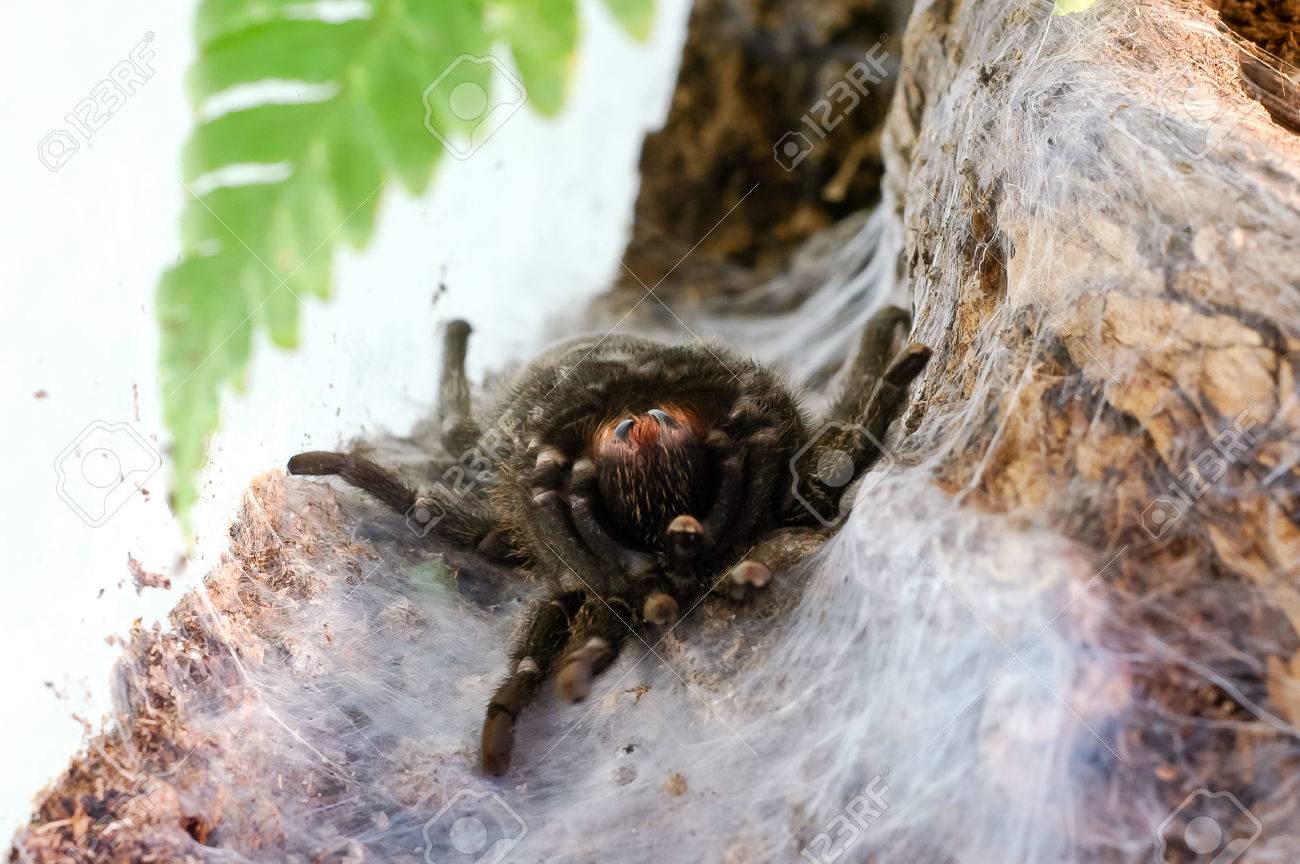 巣の大きな黒いタランチュラの脱皮 の写真素材 画像素材 Image