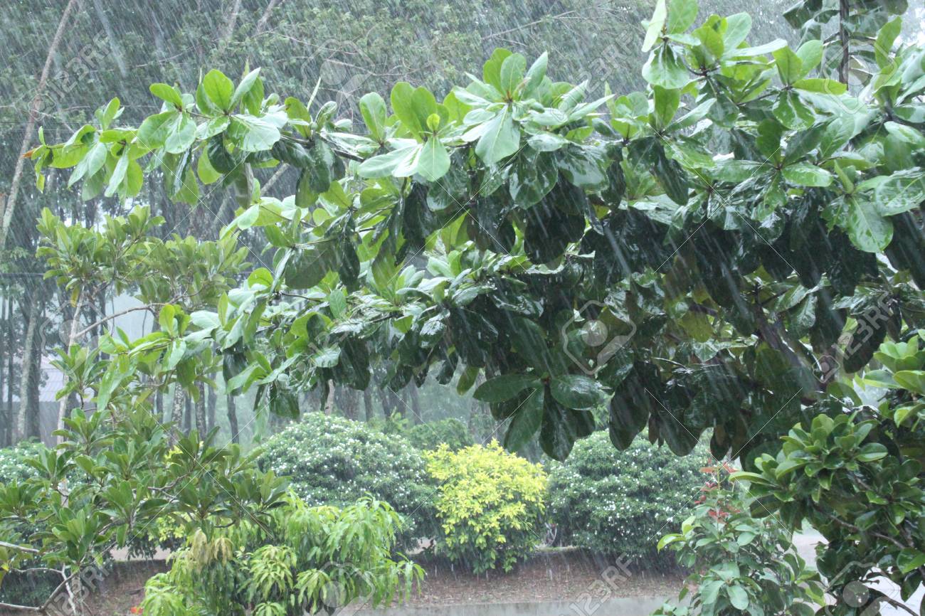 Heavy Rain Falling On Trees Stock Photo, Picture and Royalty Free Image.  Image 45531013.