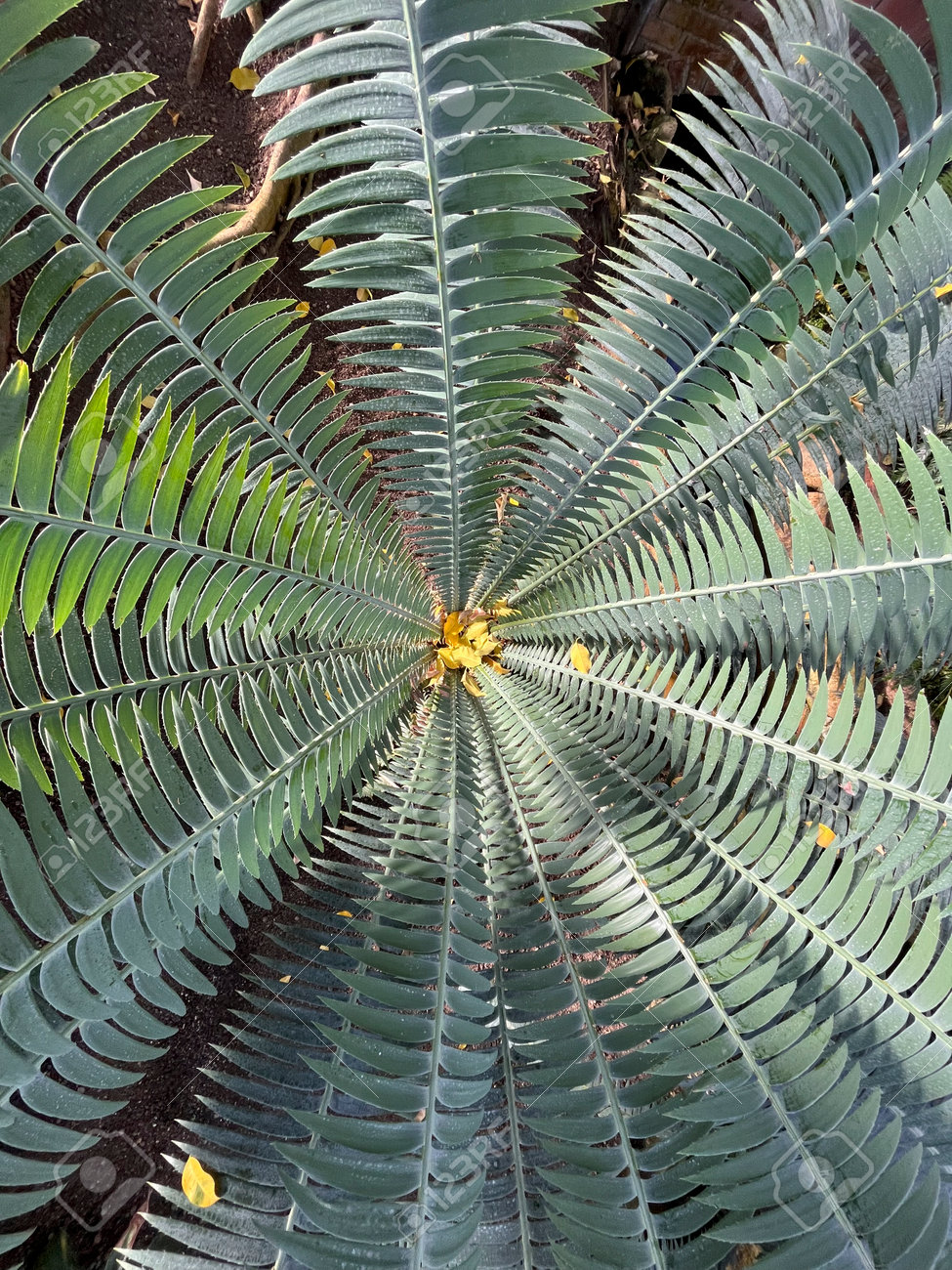 etiam-dictum-ipsum-a-felis