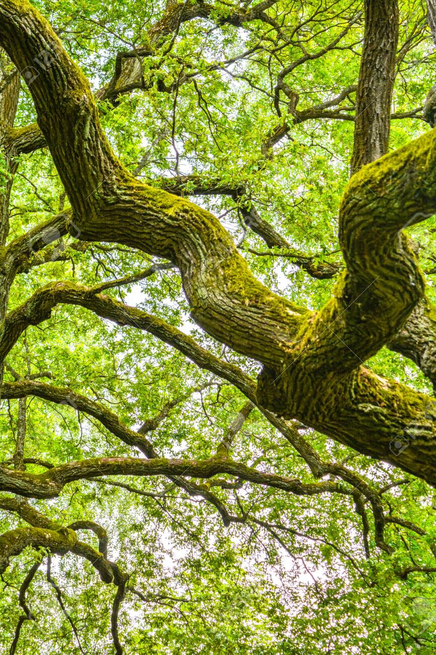 Mossy Clumsy Branches Of A Mighty Ancient Oak Tree In A Summer Forest Old Oak With Bark Covered With Moss And Lichen In A Natural Setting Stock Photo Picture And Royalty Free