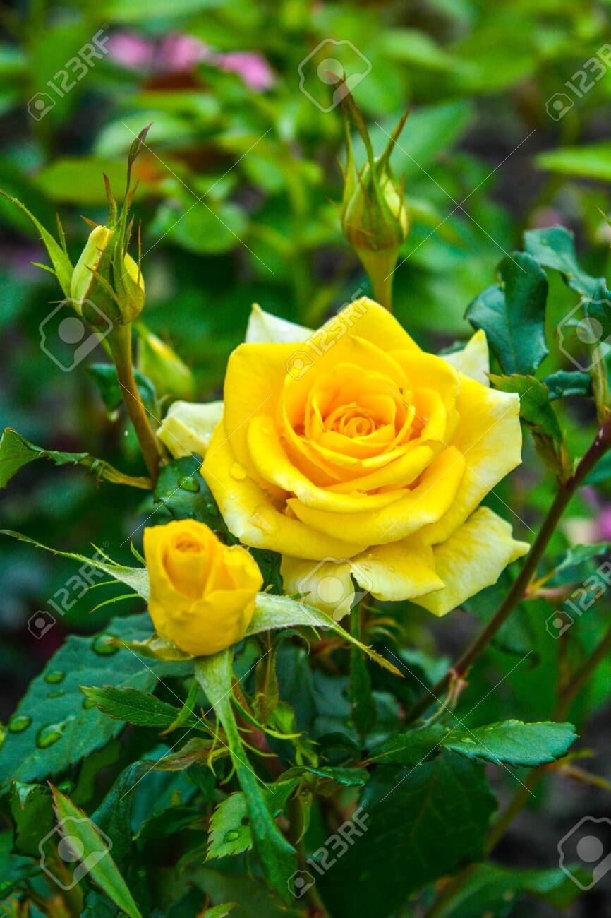Yellow Garden Rose Flower Bush With Rain Water Drops. Close-up Photo Of  Garden Flowers With Shallow Depth Of Field Stock Photo, Picture and Royalty  Free Image. Image 135289132., image size:866x1300