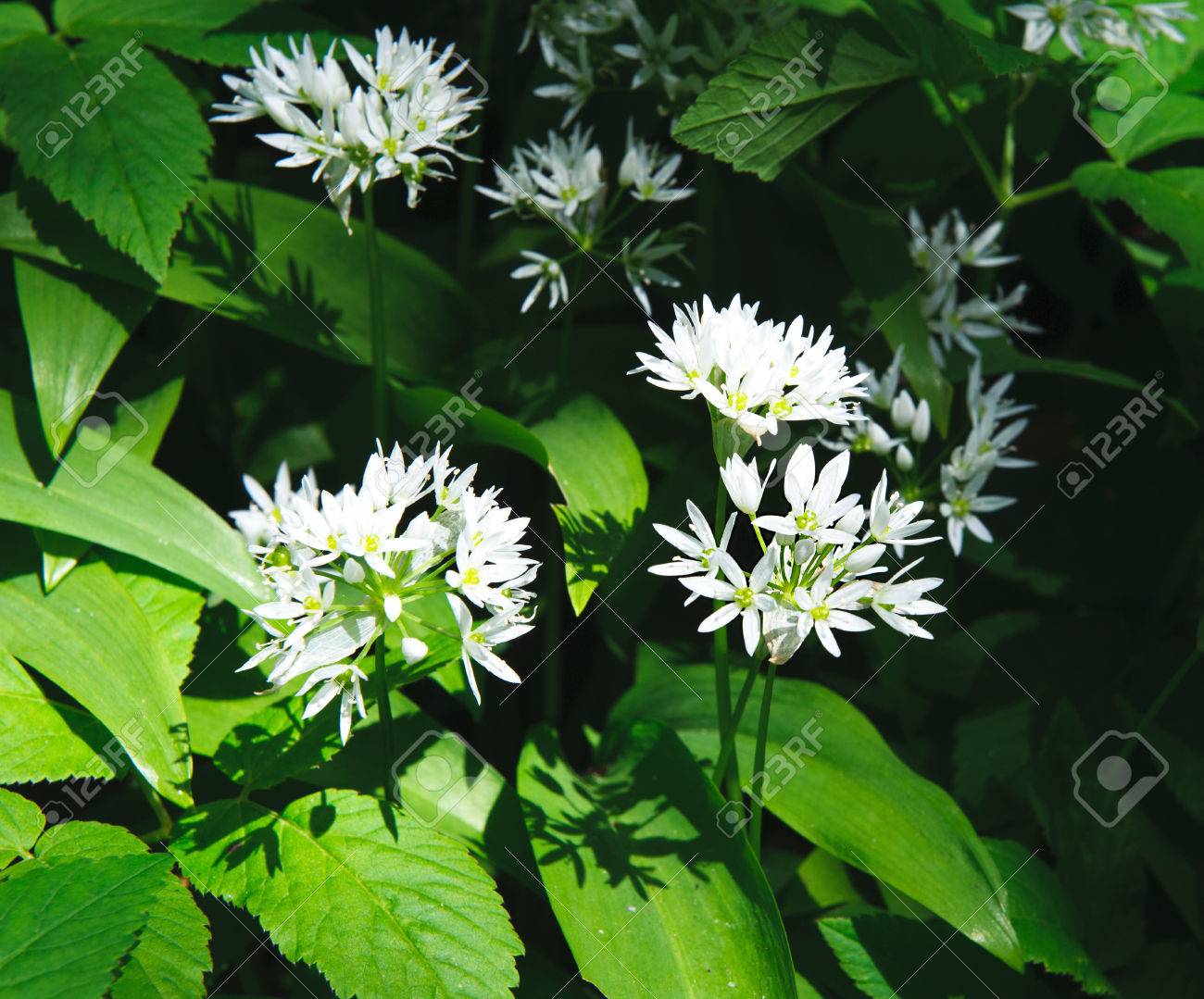 White Flowers Of Ramsons Or Wild Garlic Plant Allium Ursinum Stock Photo Picture And Royalty Free Image Image