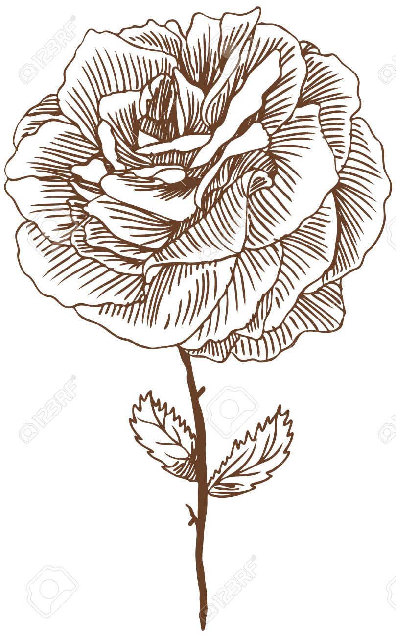Rose Dessin 3 Fleur Rose Belle Main Tiré Proviennent Des Feuilles Dans Un Ton Sépia