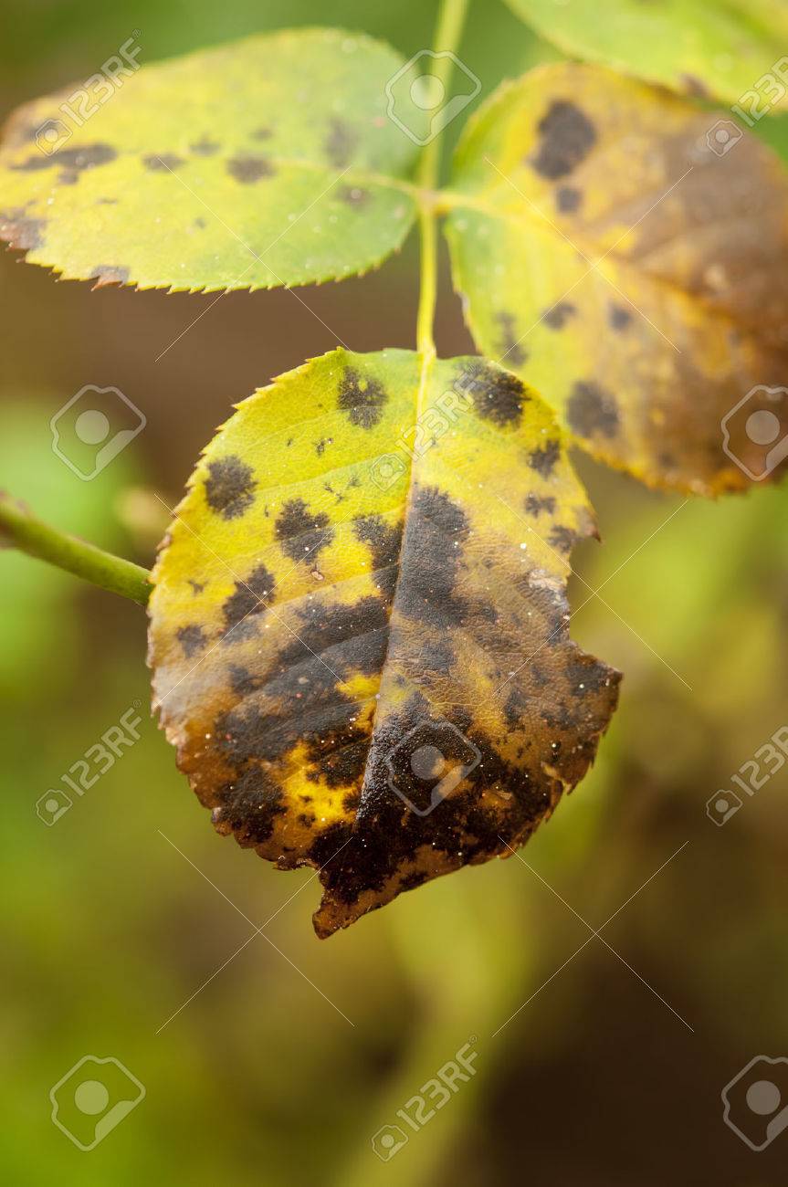 バラの葉に黒斑病 リンゴ褐斑病菌の Rosae のクローズ アップ の写真素材 画像素材 Image