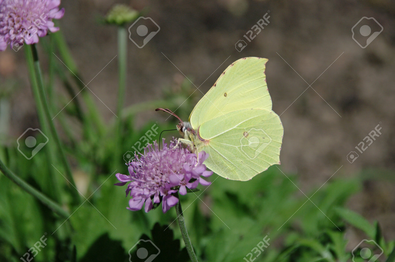 a yellow butterfly sits on a pink blossom, close-up - 160184252 a yellow butterfly sits on a pink blossom, close-up - 160184252