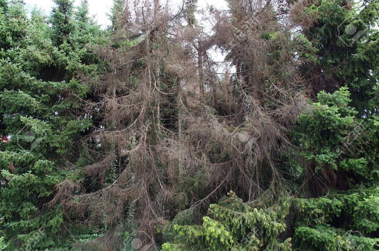 Several spruces are infected by the bark beetle and die - 150111415 Several spruces are infected by the bark beetle and die - 150111415