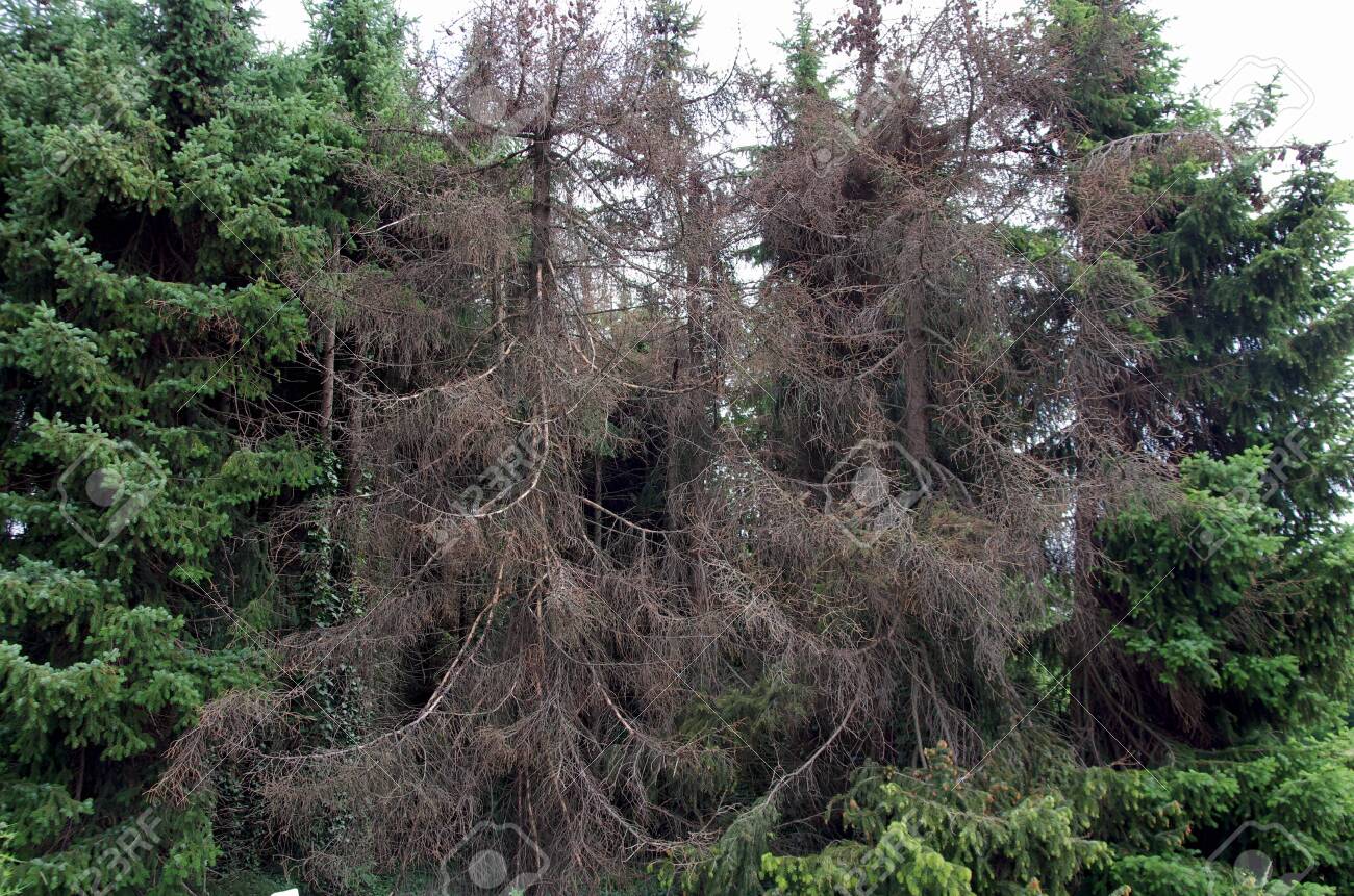more and more spruces turn brown because they are affected by bark beetles - 150111418 more and more spruces turn brown because they are affected by bark beetles - 150111418