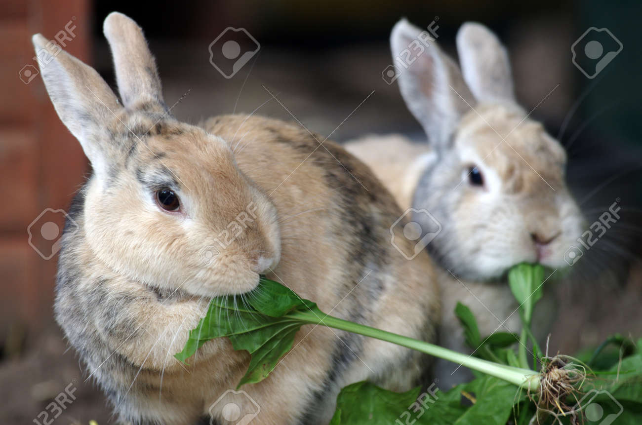 two small brown domestic rabbits eat fresh green leaves - 152613492 two small brown domestic rabbits eat fresh green leaves - 152613492