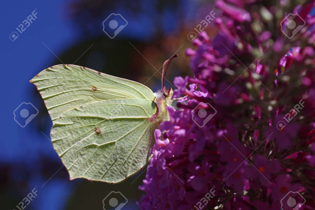 Close up of a yellow butterfly on the lilac, in the background the blue sky - 152613775 Close up of a yellow butterfly on the lilac, in the background the blue sky - 152613775