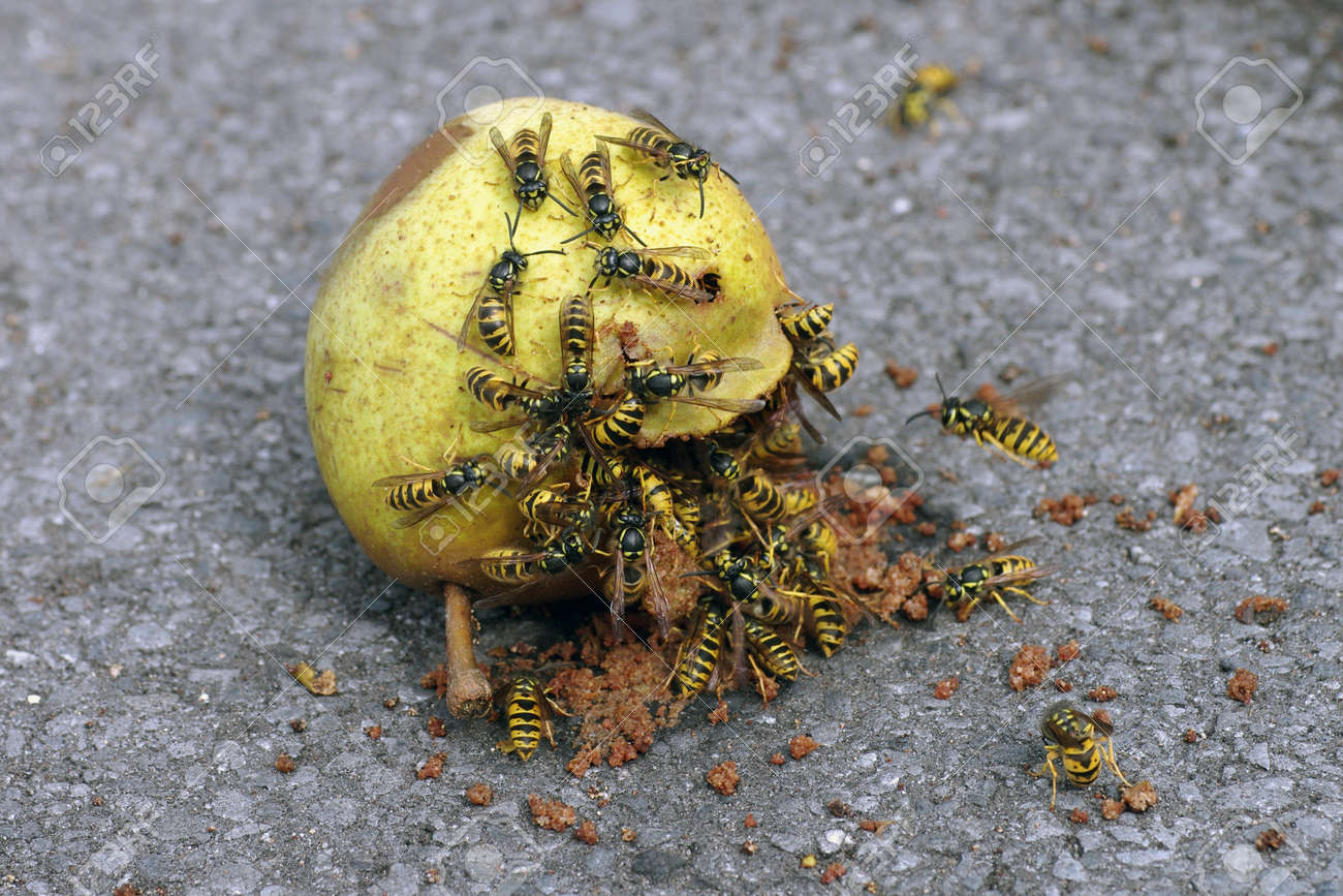 many wasps eat a rotten pear, dangerous insects in summer - 155421104 many wasps eat a rotten pear, dangerous insects in summer - 155421104