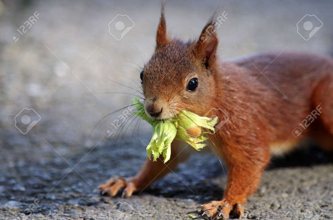 closeup of a squirrel with a nut in its mouth - 157666956 closeup of a squirrel with a nut in its mouth - 157666956
