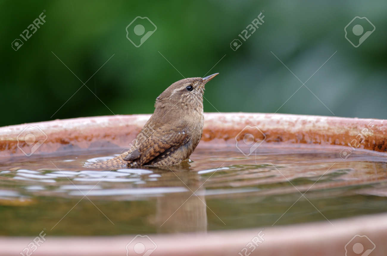 pretty little bird takes a bath in the bird bath - 158190171 pretty little bird takes a bath in the bird bath - 158190171